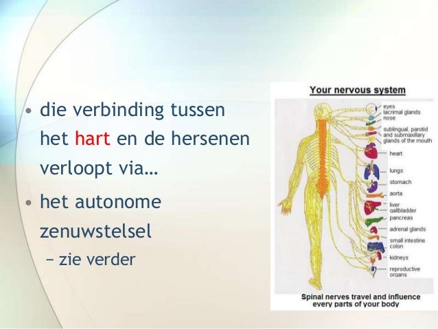 hartcoherentie ademhaling
